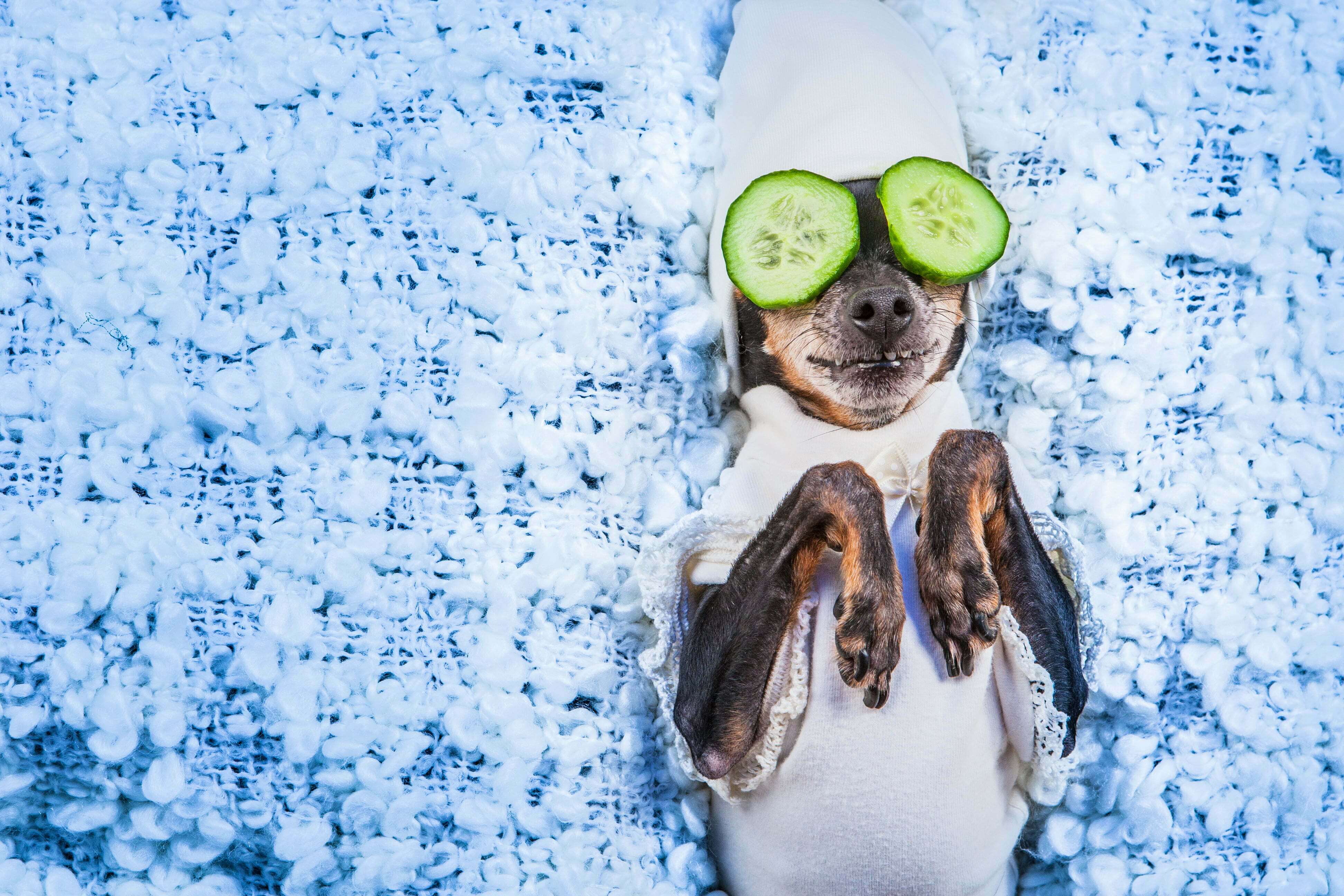 pampered pup at spa with cucumbers on eyes