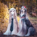 well groomed dogs dressed trendy and posing for picture
