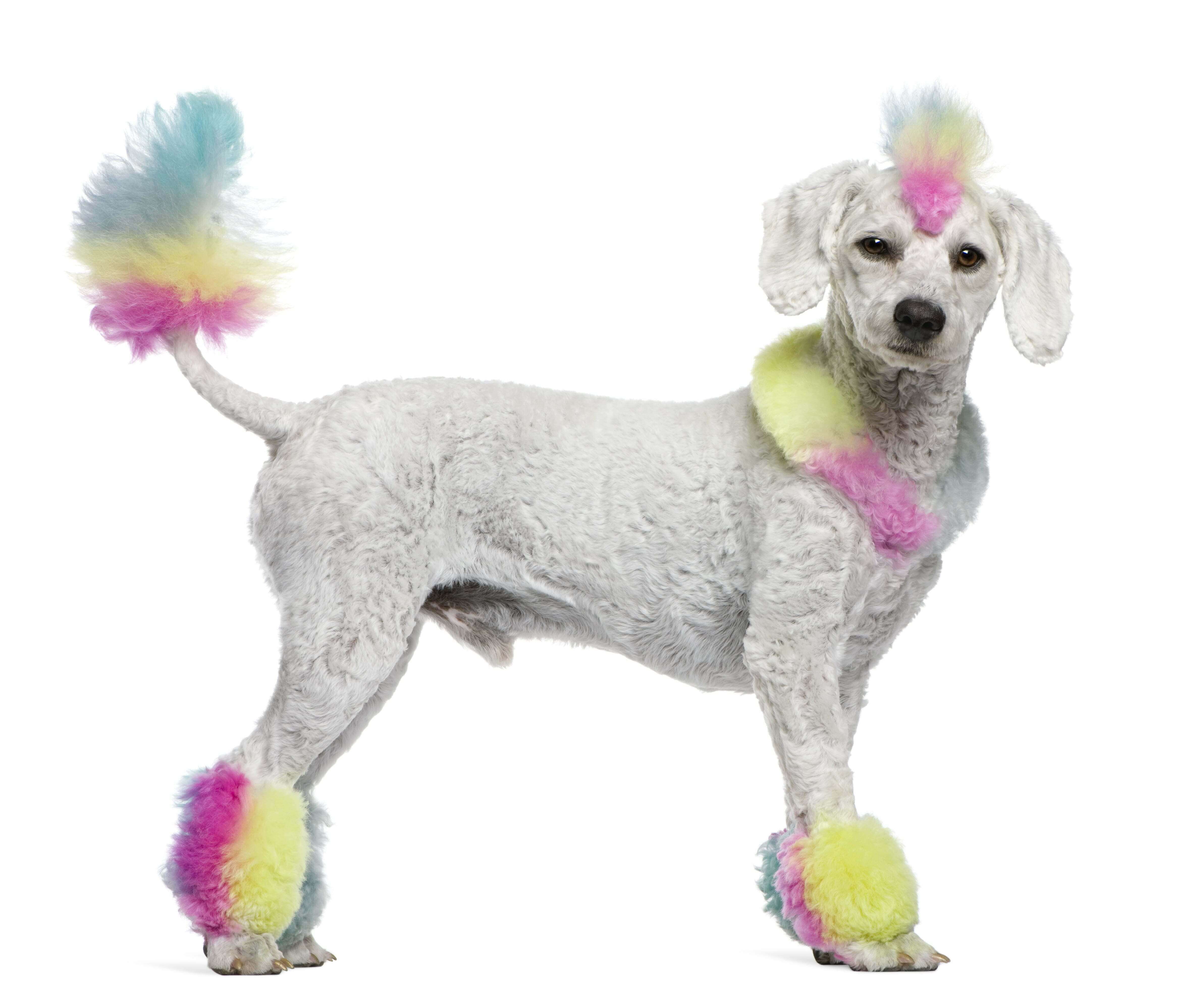 poodle with bright colored fur