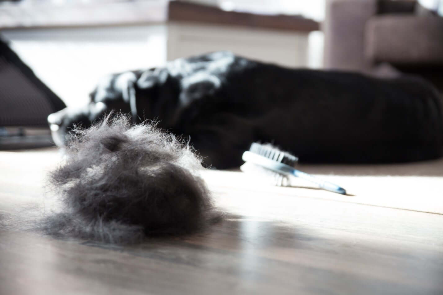 pile of pet hair on the floor next to dog after brushing in spring
