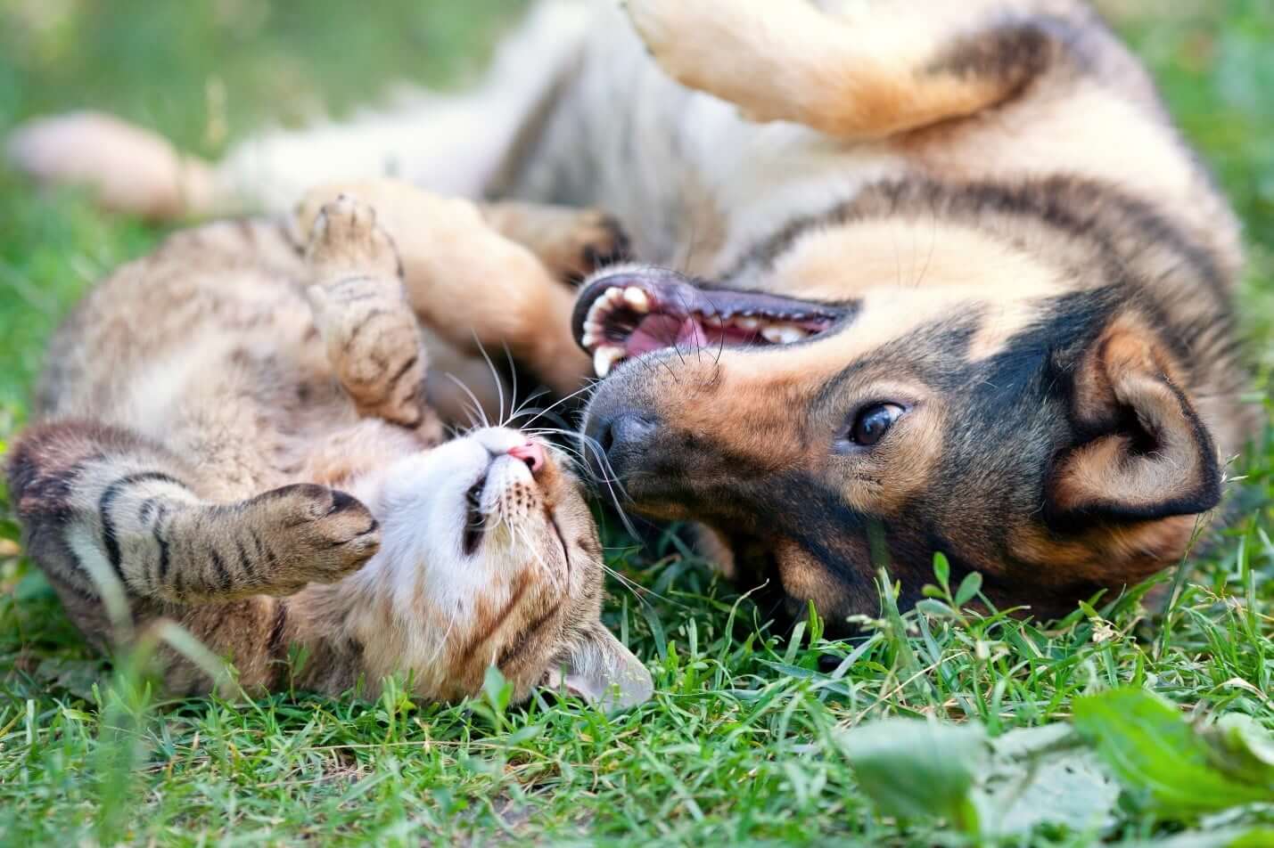 cat and dog playing in spring grass, healthy and smiling