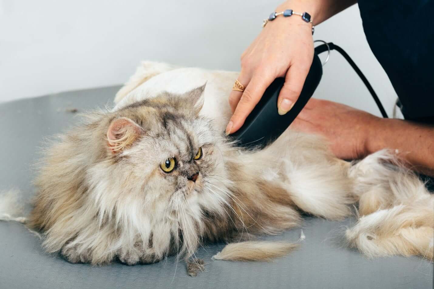 long-haired cat being groomed with clippers