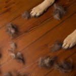 Dog paws and clumps of hair on wood floor