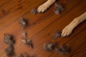 Dog paws and clumps of hair on wood floor