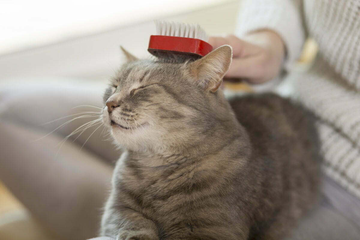 Tabby cat in owner's lap getting brushed