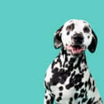 Dalmatian sits in front of a bright teal background