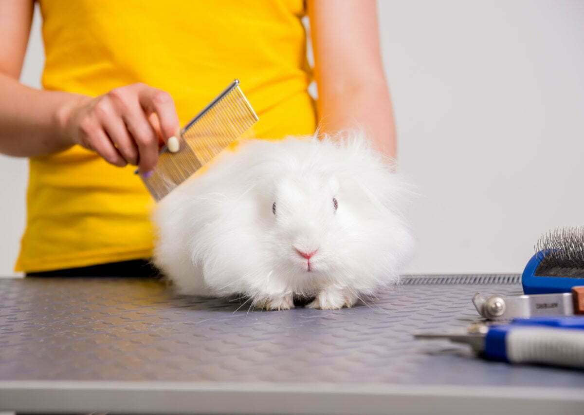 Professional cares for a rabbit in a specialized salon. Groomers holding tools at the hands. White background