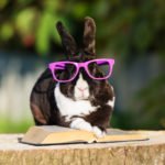 Rabbit wearing glasses reading a book