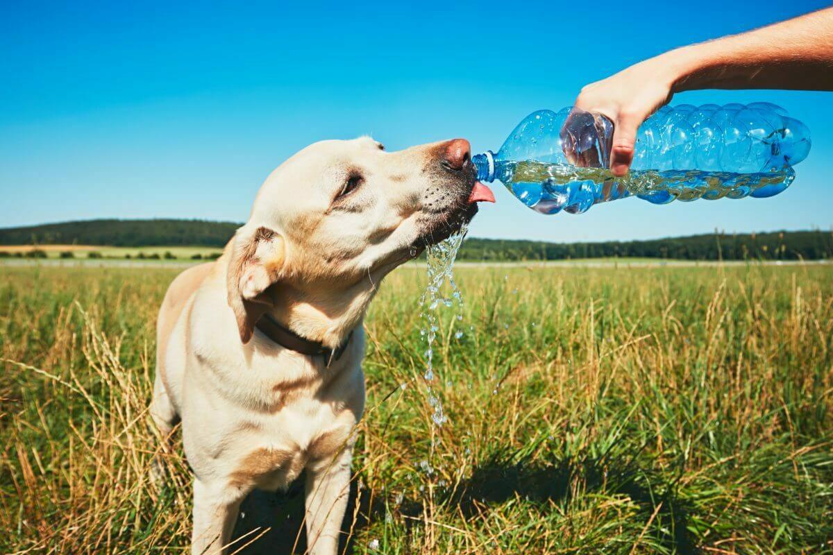Dog drinks out of a water bottle